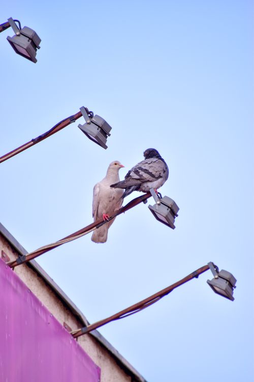 Free Two pigeons rest on outdoor light fixtures against a clear blue sky. Stock Photo