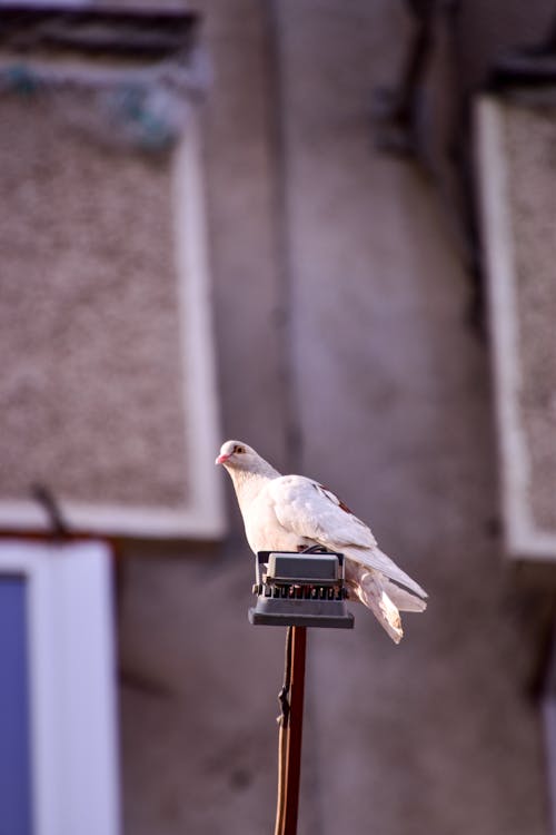 bezplatná Základová fotografie zdarma na téma detail, holub, ornitologie Základová fotografie
