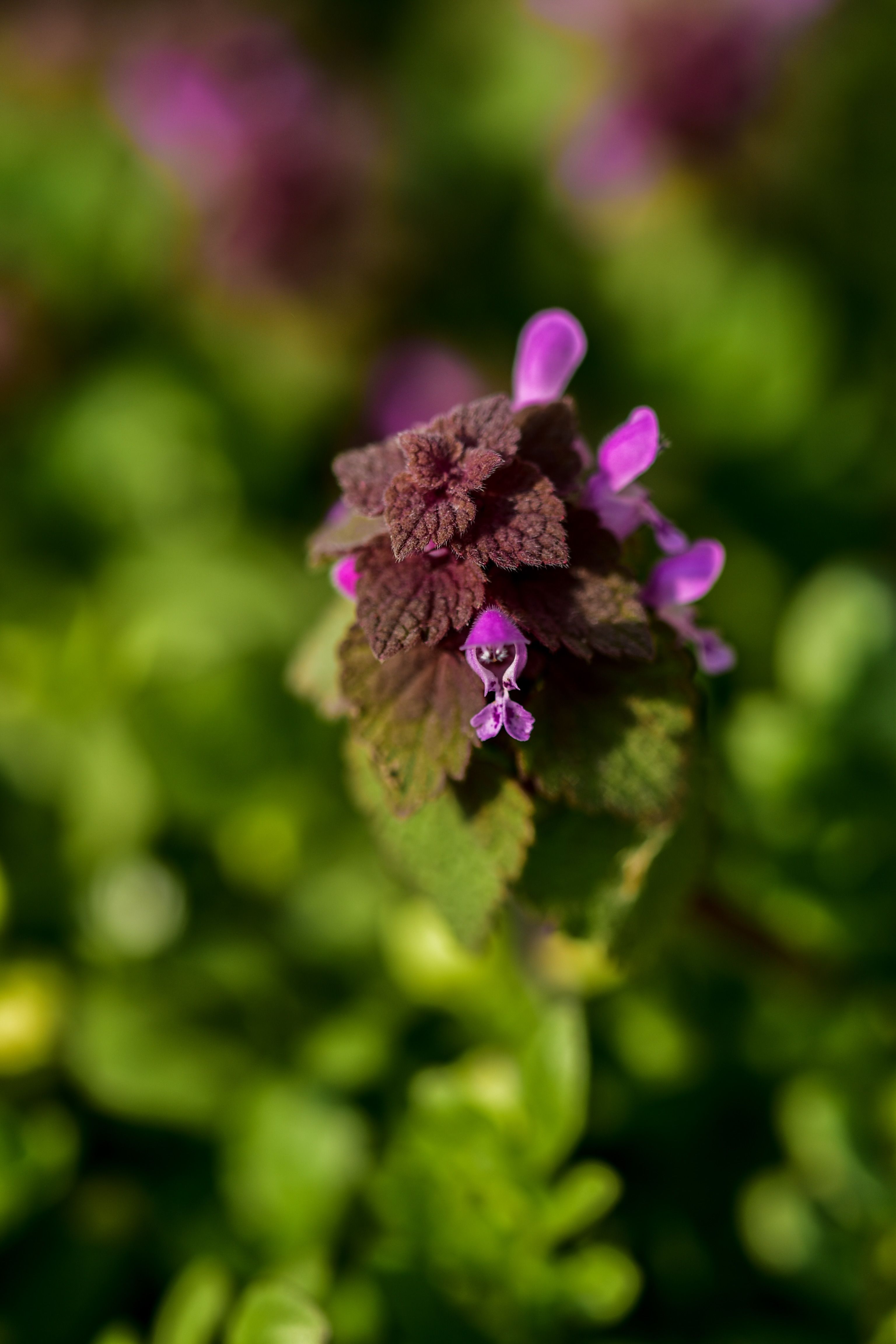 Vibrant purple red deadnettle captured with selective focus in a natural outdoor setting.