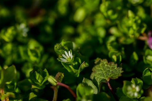 Kostnadsfri bild av blomma, blommande växt, delikat