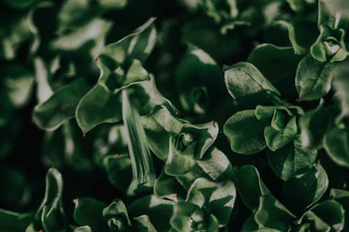 Lush Green Leaves