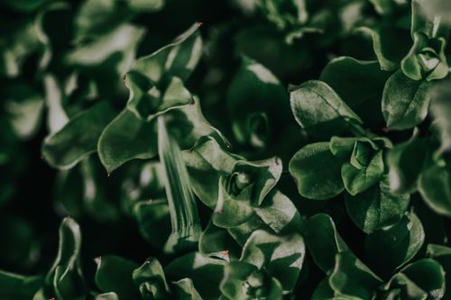 Free Close-up of vibrant green foliage with rich texture and leaf detail. Stock Photo