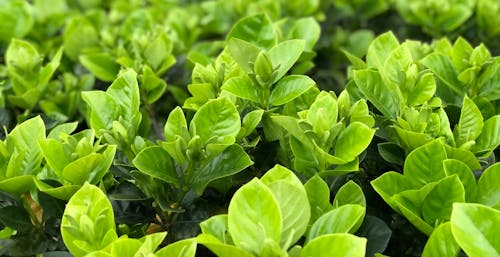 Free Green Leaves Plant in Close Up Photography Stock Photo