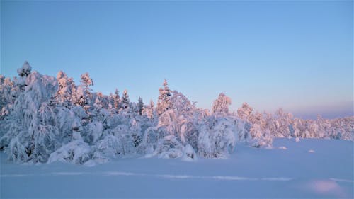 Gratis stockfoto met besneeuwd, bevroren, bomen Stockfoto