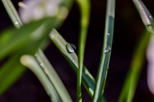 Darmowe zdjęcie z galerii z flora, h2o, kropelka