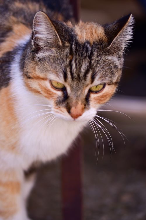 Free Close-up of a calico cat with green eyes and striking whiskers. Stock Photo