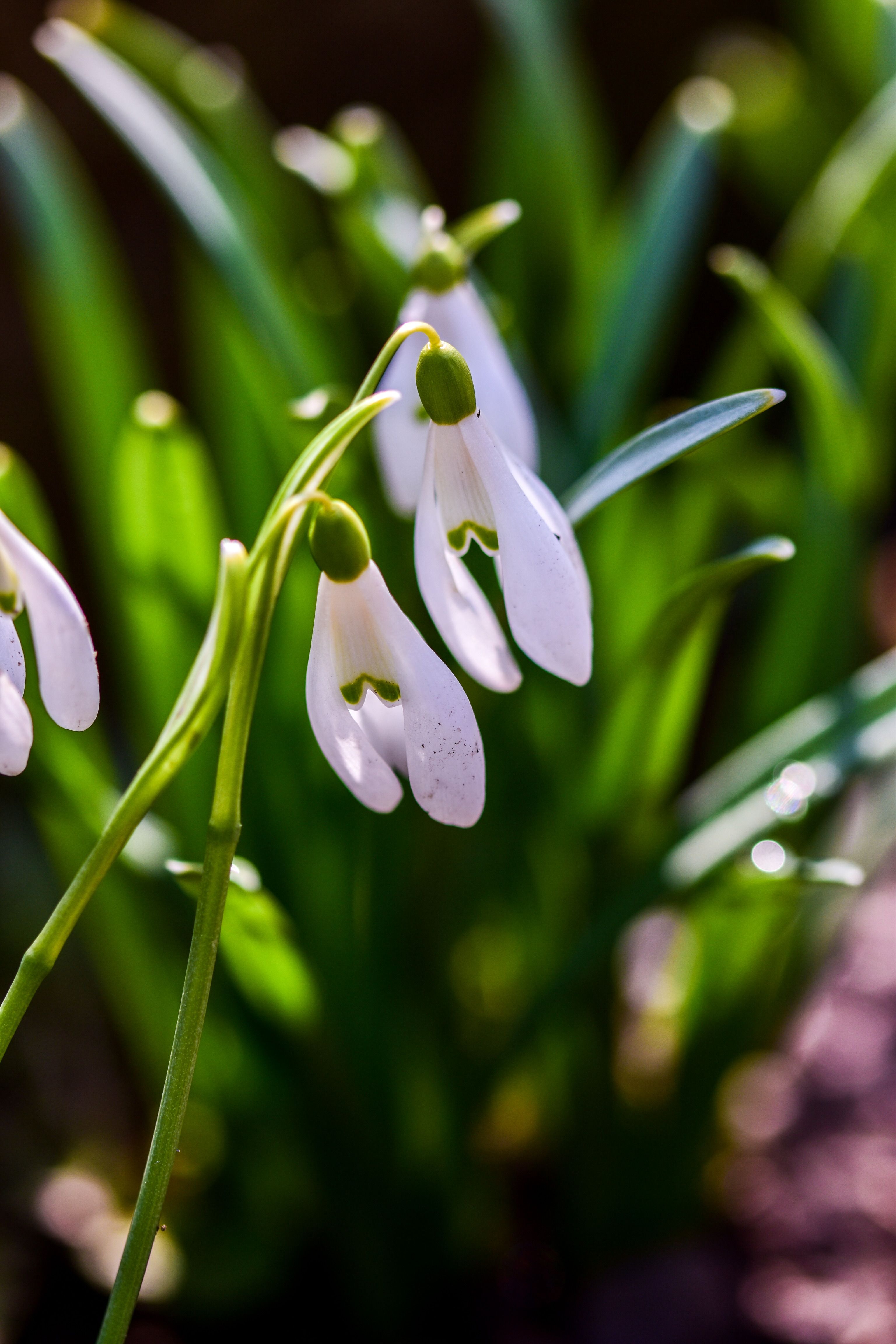 Snowdrop flowers