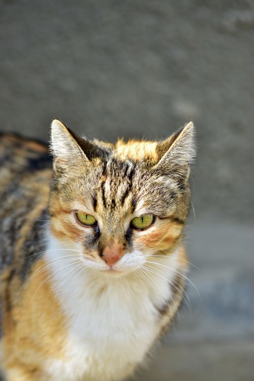 Free Adorable domestic cat enjoying sunlight in a close-up shot, showcasing its vivid green eyes. Stock Photo