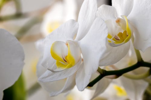 A Beautiful White Moth Orchid Flowers 