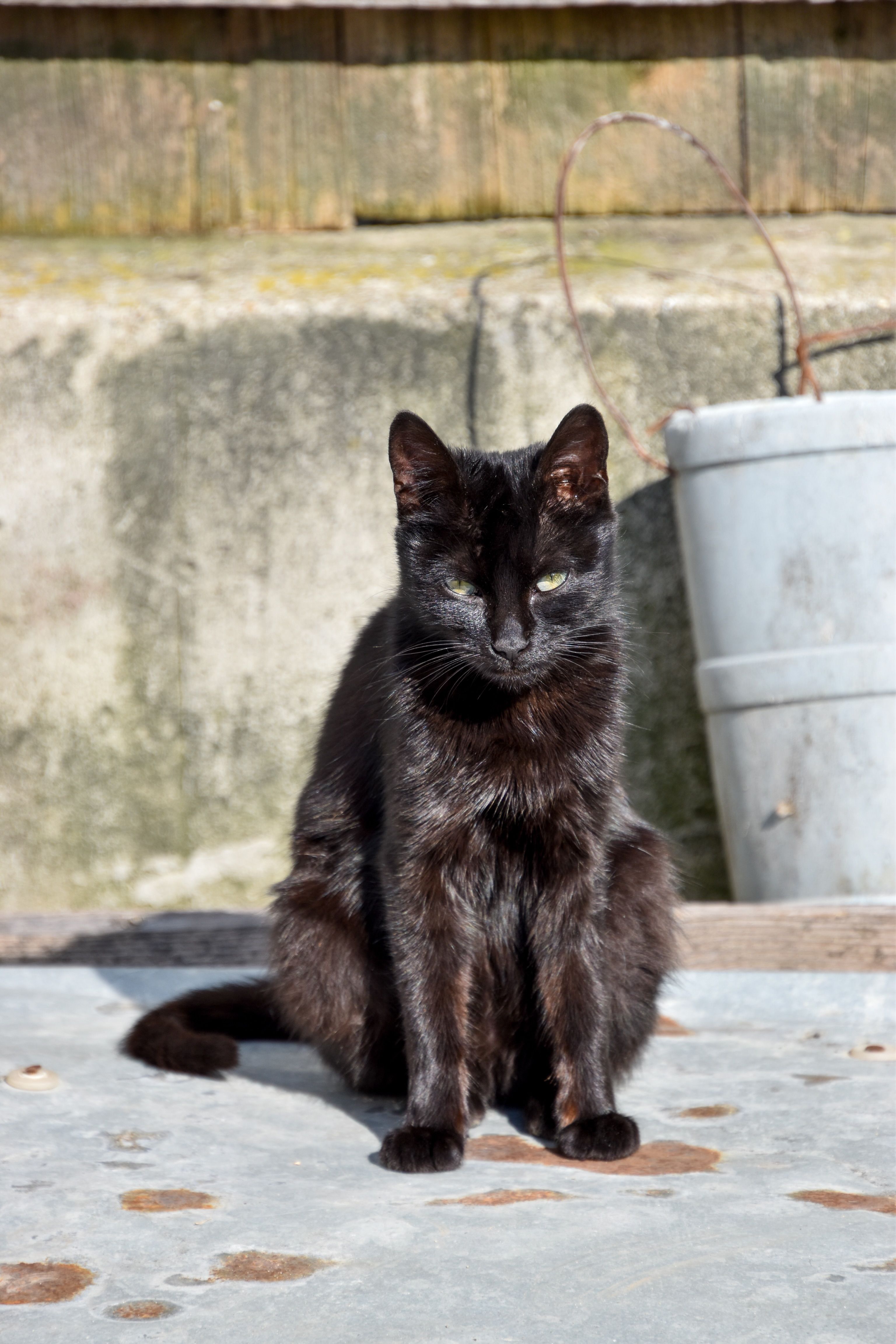 A Black Cat Sitting on Concrete Floor · Free Stock Photo