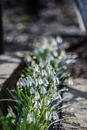 Snowdrop Flowers with Green Leaves in Bloom