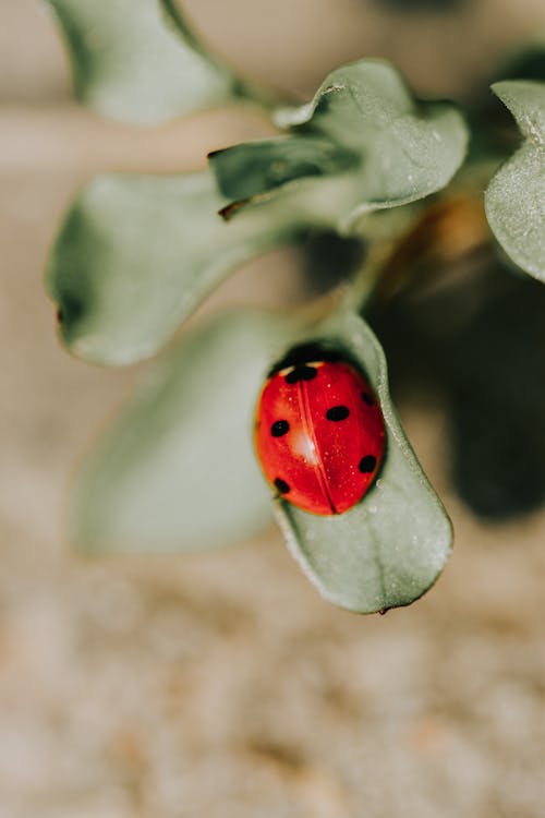 Free Macro Photography of Ladybug on Leaf Stock Photo