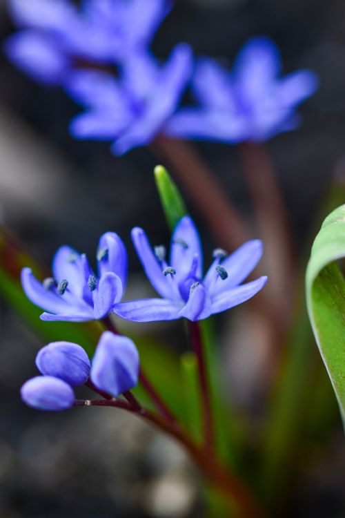 Free Delicate blue flowers in full bloom capture the essence of spring. Stock Photo