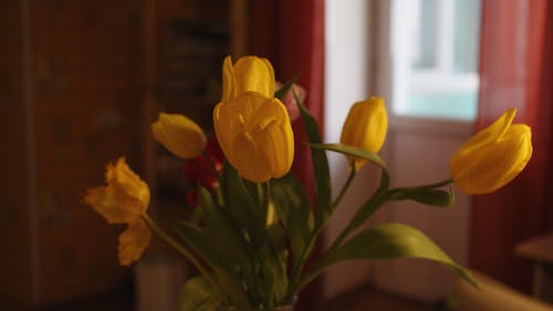 Kostenloses Stock Foto zu blätter, blühen, blumen