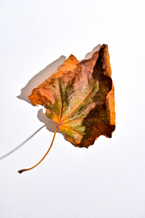 Immagine gratuita di autunno, avvicinamento, cadere