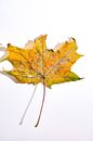 A Yellow Withered Maple Leaf with Powdery Mildew