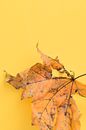 A Yellow Dried Leaf with Powdery Mildew on Yellow Surface