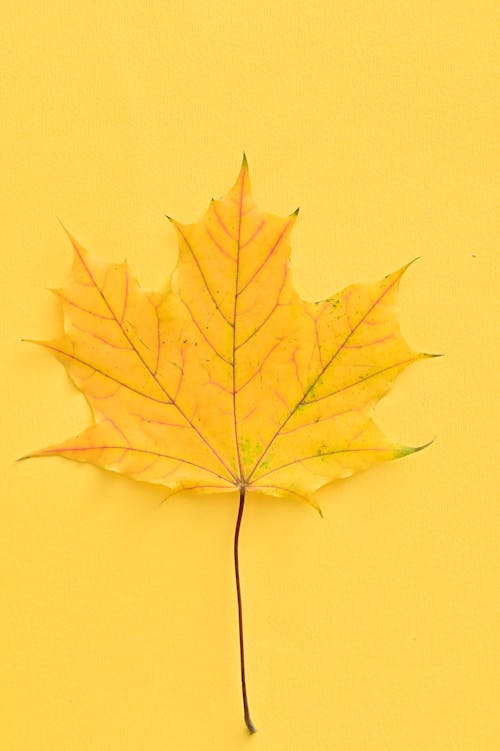 Yellow Maple Leaf on Yellow Background