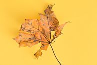 A Yellow Dried Leaf with Powdery Mildew on Yellow Surface