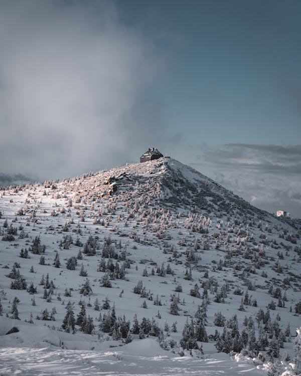 Foto profissional grátis de alto, árvores, clima