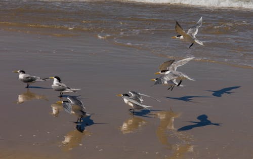 Photos gratuites de oiseaux de mouette