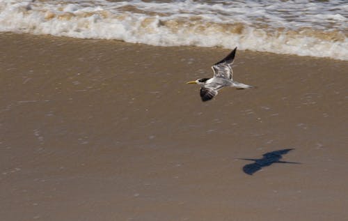 Photos gratuites de oiseau mouette