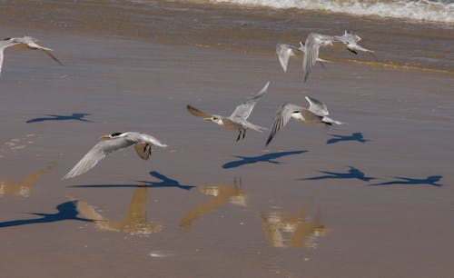 Photos gratuites de mouettes