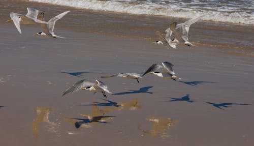 Photos gratuites de mouettes