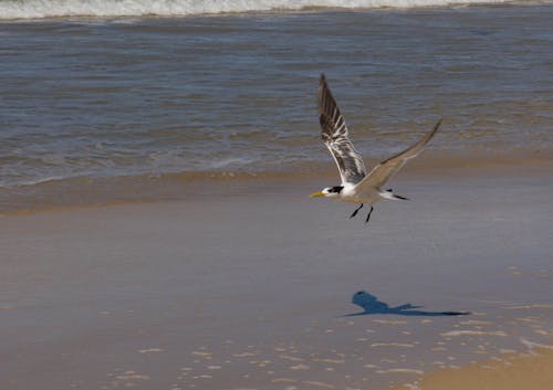 Photos gratuites de atterrissage d oiseau mouette