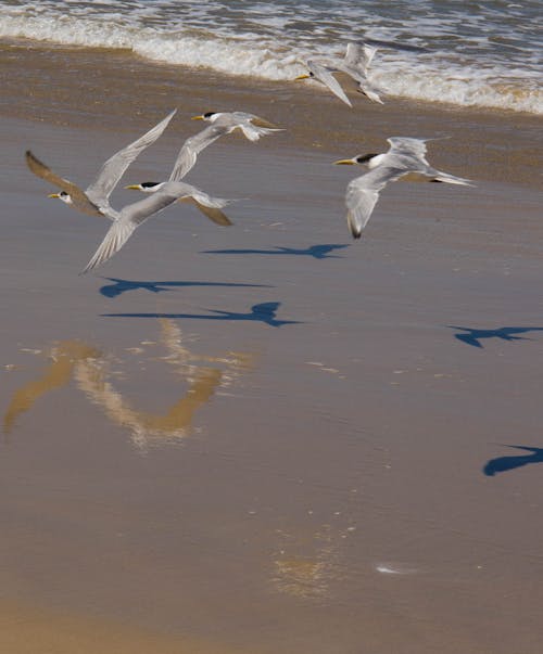 Photos gratuites de mouettes