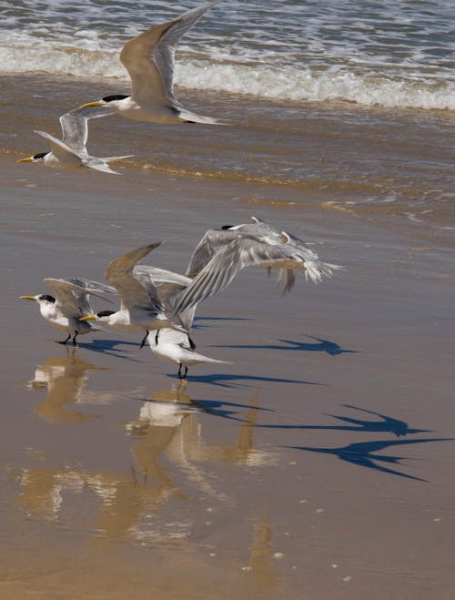 Photos gratuites de oiseaux de mouette