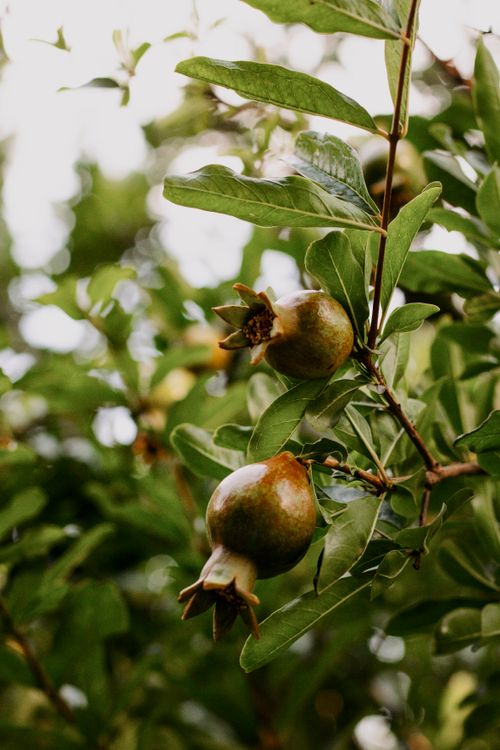 Free Close-up view of green pomegranates growing on a tree, featuring lush leaves. Stock Photo
