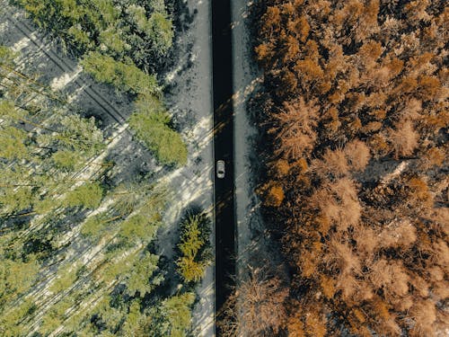 Aerial View of Road in Between Trees