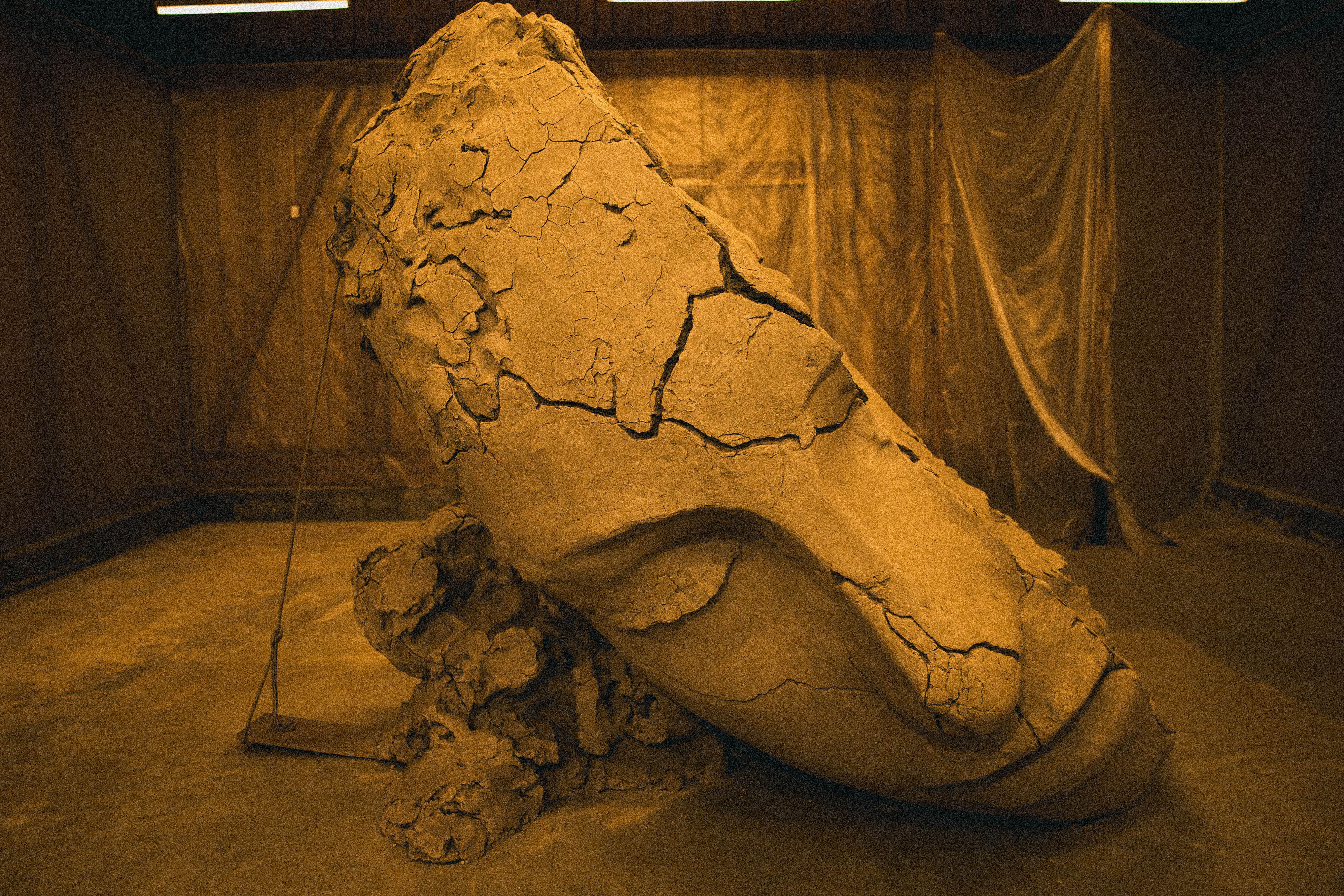 A detailed statue of a half face with cracks, captured in an indoor museum environment.
