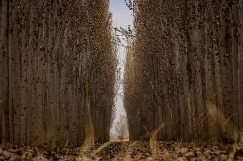 Free Peaceful path through a dense forest with tall trees in an autumn setting, creating a calming natural tunnel. Stock Photo