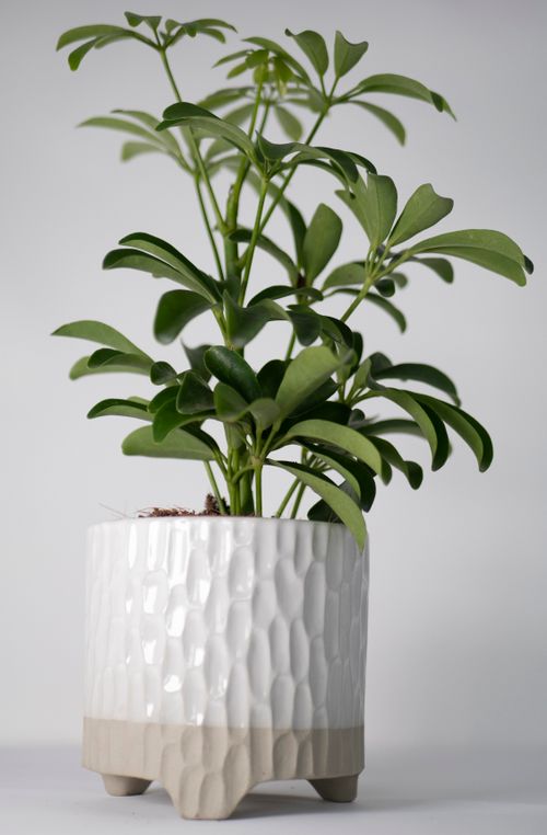 Free stock photo of houseplant, houseplants, product photography Stock Photo