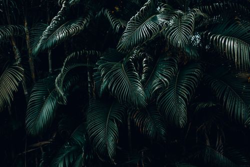 Free Dense cluster of dark green tropical leaves creating a lush jungle atmosphere. Stock Photo