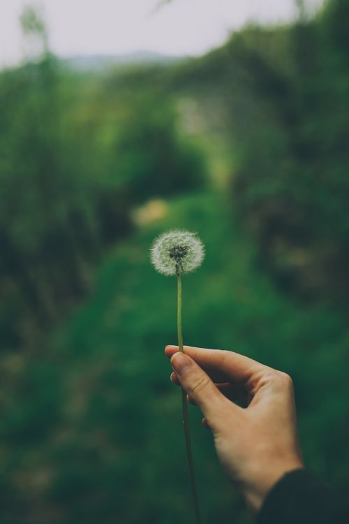 Free Hand holding a dandelion with a blurred green background, symbolizing nature's simplicity. Stock Photo