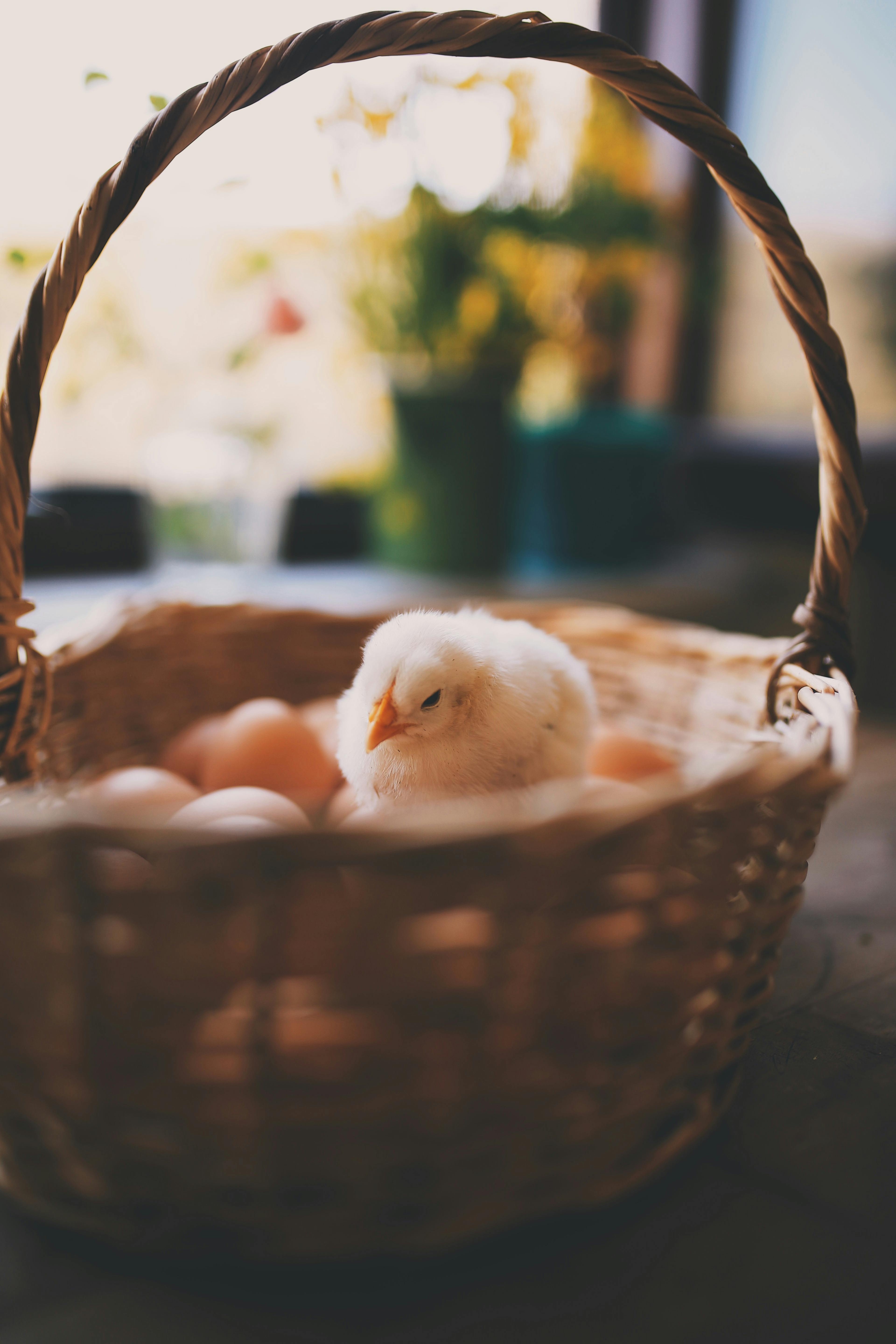 a chick in woven basket