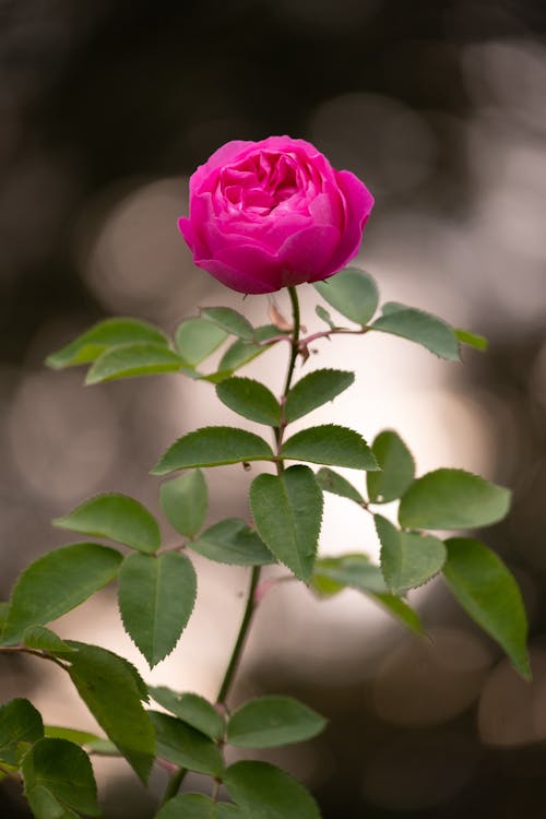 A Close Up Photography of Pink Rose with Leaves