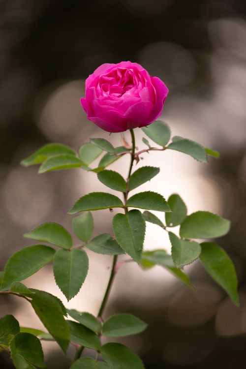 Free Close-up of a vibrant pink rose in full bloom with green leaves against a blurred background. Stock Photo
