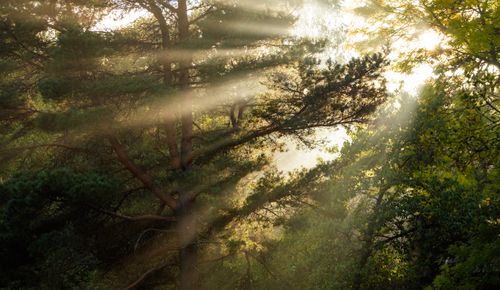 Free A serene scene of sunlight streaming through pine forest in the morning. Stock Photo