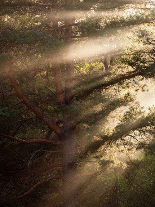 Sun Rays Through the Branches of Pine Trees