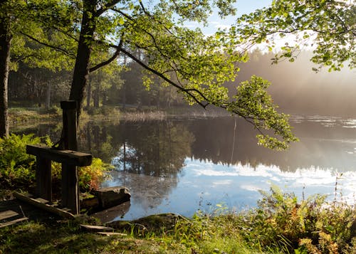 Green Trees around Lake