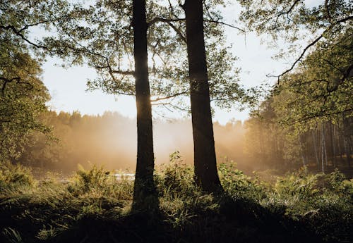 Free Green Trees in Forest in the Morning Stock Photo