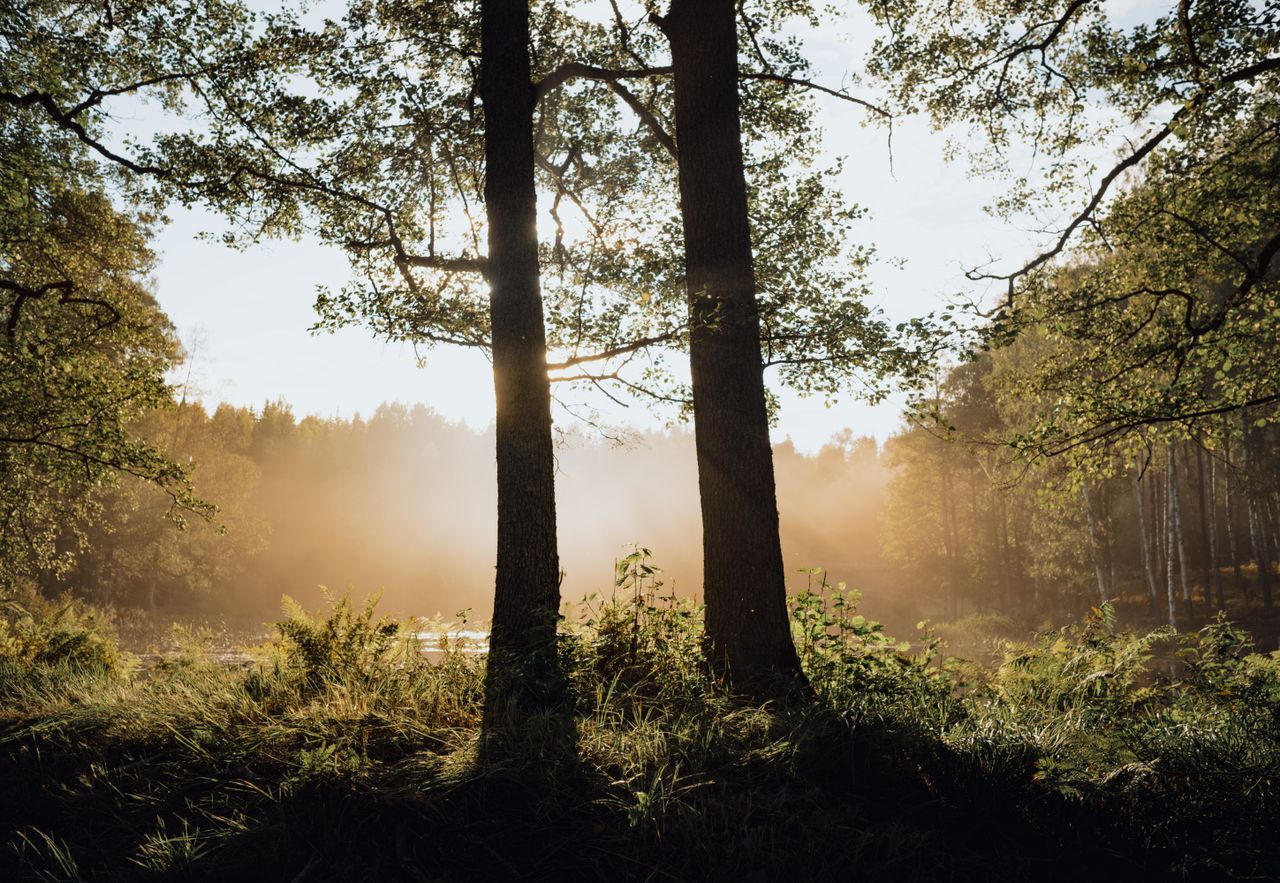 a serene forest scene with sun rays through trees and morning fog