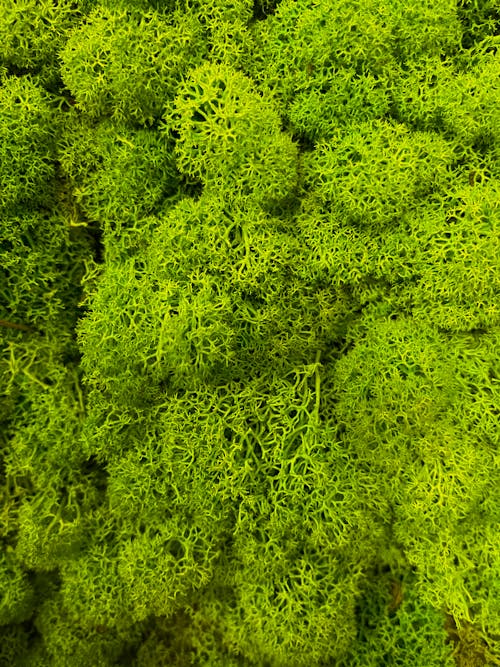 Free stock photo of green, moss, plant