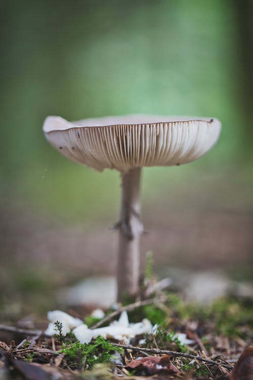 White and Brown Mushroom in Tilt Shift Lens