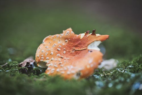Free Mushroom in Tilt Shift Lens  Stock Photo