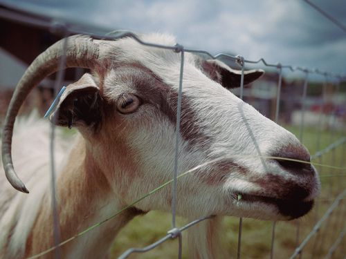 Free stock photo of animals, fence, goat Stock Photo